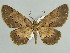  (Stenalcidia subnigrata - BC ZSM Lep 59092)  @11 [ ] CreativeCommons - Attribution Non-Commercial Share-Alike (2011) Axel Hausmann/Bavarian State Collection of Zoology (ZSM) SNSB, Zoologische Staatssammlung Muenchen