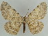  ( - BC ZSM Lep 59123)  @13 [ ] CreativeCommons - Attribution Non-Commercial Share-Alike (2011) Axel Hausmann/Bavarian State Collection of Zoology (ZSM) SNSB, Zoologische Staatssammlung Muenchen