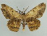  ( - BC ZSM Lep 59126)  @14 [ ] CreativeCommons - Attribution Non-Commercial Share-Alike (2011) Axel Hausmann/Bavarian State Collection of Zoology (ZSM) SNSB, Zoologische Staatssammlung Muenchen
