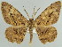  ( - BC ZSM Lep 59128)  @14 [ ] CreativeCommons - Attribution Non-Commercial Share-Alike (2011) Axel Hausmann/Bavarian State Collection of Zoology (ZSM) SNSB, Zoologische Staatssammlung Muenchen