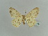  ( - BC ZSM Lep 59139)  @11 [ ] CreativeCommons - Attribution Non-Commercial Share-Alike (2011) Axel Hausmann/Bavarian State Collection of Zoology (ZSM) SNSB, Zoologische Staatssammlung Muenchen