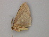  ( - BC ZSM Lep add 0099)  @12 [ ] CreativeCommons - Attribution Non-Commercial Share-Alike (2011) Axel Hausmann/Bavarian State Collection of Zoology (ZSM) SNSB, Zoologische Staatssammlung Muenchen