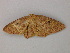  ( - BC ZSM Lep add 0100)  @12 [ ] CreativeCommons - Attribution Non-Commercial Share-Alike (2011) Axel Hausmann/Bavarian State Collection of Zoology (ZSM) SNSB, Zoologische Staatssammlung Muenchen