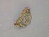  ( - BC ZSM Lep add 0113)  @13 [ ] CreativeCommons - Attribution Non-Commercial Share-Alike (2011) Axel Hausmann/Bavarian State Collection of Zoology (ZSM) SNSB, Zoologische Staatssammlung Muenchen