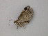  ( - BC ZSM Lep add 0115)  @12 [ ] CreativeCommons - Attribution Non-Commercial Share-Alike (2011) Axel Hausmann/Bavarian State Collection of Zoology (ZSM) SNSB, Zoologische Staatssammlung Muenchen