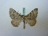  (Scotopteryx olympia - RCLL 0003)  @14 [ ] CreativeCommons - Attribution Non-Commercial No Derivatives (2011) Lutz Lehmann SNSB, Zoologische Staatssammlung Muenchen