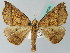  (Pero calinaria - BC ZSM Lep 44040)  @15 [ ] CreativeCommons - Attribution Non-Commercial Share-Alike (2011) Axel Hausmann/Bavarian State Collection of Zoology (ZSM) SNSB, Zoologische Staatssammlung Muenchen