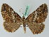  (Obila AH01Br - BC ZSM Lep 44065)  @14 [ ] CreativeCommons - Attribution Non-Commercial Share-Alike (2011) Axel Hausmann/Bavarian State Collection of Zoology (ZSM) SNSB, Zoologische Staatssammlung Muenchen