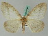  (Nephodia AH01Br - BC ZSM Lep 44066)  @14 [ ] CreativeCommons - Attribution Non-Commercial Share-Alike (2011) Axel Hausmann/Bavarian State Collection of Zoology (ZSM) SNSB, Zoologische Staatssammlung Muenchen