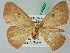  ( - BC ZSM Lep 44067)  @14 [ ] CreativeCommons - Attribution Non-Commercial Share-Alike (2011) Axel Hausmann/Bavarian State Collection of Zoology (ZSM) SNSB, Zoologische Staatssammlung Muenchen