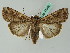  ( - BC ZSM Lep 44090)  @14 [ ] CreativeCommons - Attribution Non-Commercial Share-Alike (2011) Axel Hausmann/Bavarian State Collection of Zoology (ZSM) SNSB, Zoologische Staatssammlung Muenchen