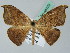  (Halesa AH01Br - BC ZSM Lep 44103)  @12 [ ] CreativeCommons - Attribution Non-Commercial Share-Alike (2011) Axel Hausmann/Bavarian State Collection of Zoology (ZSM) SNSB, Zoologische Staatssammlung Muenchen