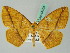  (Periclina syctariaAH01Br - BC ZSM Lep 44104)  @14 [ ] CreativeCommons - Attribution Non-Commercial Share-Alike (2011) Axel Hausmann/Bavarian State Collection of Zoology (ZSM) SNSB, Zoologische Staatssammlung Muenchen