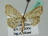  (Lobocleta AH02Br - BC ZSM Lep 44113)  @12 [ ] CreativeCommons - Attribution Non-Commercial Share-Alike (2011) Axel Hausmann/Bavarian State Collection of Zoology (ZSM) SNSB, Zoologische Staatssammlung Muenchen