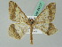  (Macaria AH01Br - BC ZSM Lep 44117)  @14 [ ] CreativeCommons - Attribution Non-Commercial Share-Alike (2011) Axel Hausmann/Bavarian State Collection of Zoology (ZSM) SNSB, Zoologische Staatssammlung Muenchen