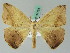  ( - BC ZSM Lep 44124)  @13 [ ] CreativeCommons - Attribution Non-Commercial Share-Alike (2011) Axel Hausmann/Bavarian State Collection of Zoology (ZSM) SNSB, Zoologische Staatssammlung Muenchen