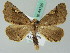  (Pero maculicosta - BC ZSM Lep 44125)  @12 [ ] CreativeCommons - Attribution Non-Commercial Share-Alike (2011) Axel Hausmann/Bavarian State Collection of Zoology (ZSM) SNSB, Zoologische Staatssammlung Muenchen