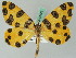  ( - BC ZSM Lep 44129)  @14 [ ] CreativeCommons - Attribution Non-Commercial Share-Alike (2011) Axel Hausmann/Bavarian State Collection of Zoology (ZSM) SNSB, Zoologische Staatssammlung Muenchen