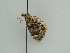  ( - BC ZSM Lep 44894)  @12 [ ] CreativeCommons - Attribution Non-Commercial Share-Alike (2011) Axel Hausmann/Bavarian State Collection of Zoology (ZSM) SNSB, Zoologische Staatssammlung Muenchen