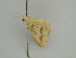  (Rhodostrophia jaculariaAH01Ch - BC ZSM Lep 44902)  @12 [ ] CreativeCommons - Attribution Non-Commercial Share-Alike (2011) Axel Hausmann/Bavarian State Collection of Zoology (ZSM) SNSB, Zoologische Staatssammlung Muenchen