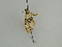  ( - BC ZSM Lep 44915)  @12 [ ] CreativeCommons - Attribution Non-Commercial Share-Alike (2011) Axel Hausmann/Bavarian State Collection of Zoology (ZSM) SNSB, Zoologische Staatssammlung Muenchen