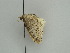  ( - BC ZSM Lep 44916)  @12 [ ] CreativeCommons - Attribution Non-Commercial Share-Alike (2011) Axel Hausmann/Bavarian State Collection of Zoology (ZSM) SNSB, Zoologische Staatssammlung Muenchen