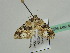  ( - BC ZSM Lep 44930)  @13 [ ] CreativeCommons - Attribution Non-Commercial Share-Alike (2011) Axel Hausmann/Bavarian State Collection of Zoology (ZSM) SNSB, Zoologische Staatssammlung Muenchen