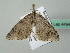  ( - BC ZSM Lep 44940)  @13 [ ] CreativeCommons - Attribution Non-Commercial Share-Alike (2011) Axel Hausmann/Bavarian State Collection of Zoology (ZSM) SNSB, Zoologische Staatssammlung Muenchen
