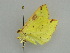  ( - BC ZSM Lep 44949)  @12 [ ] CreativeCommons - Attribution Non-Commercial Share-Alike (2011) Axel Hausmann/Bavarian State Collection of Zoology (ZSM) SNSB, Zoologische Staatssammlung Muenchen