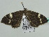  (Rheumaptera AH04Ch - BC ZSM Lep 44956)  @12 [ ] CreativeCommons - Attribution Non-Commercial Share-Alike (2011) Axel Hausmann/Bavarian State Collection of Zoology (ZSM) SNSB, Zoologische Staatssammlung Muenchen