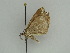  (Macaria AH02Ch - BC ZSM Lep 44958)  @12 [ ] CreativeCommons - Attribution Non-Commercial Share-Alike (2011) Axel Hausmann/Bavarian State Collection of Zoology (ZSM) SNSB, Zoologische Staatssammlung Muenchen