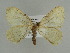  ( - BC ZSM Lep 44982)  @13 [ ] CreativeCommons - Attribution Non-Commercial Share-Alike (2011) Axel Hausmann/Bavarian State Collection of Zoology (ZSM) SNSB, Zoologische Staatssammlung Muenchen