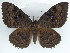  ( - BC ZSM Lep 47457)  @14 [ ] CreativeCommons - Attribution Non-Commercial Share-Alike (2011) Axel Hausmann/Bavarian State Collection of Zoology (ZSM) SNSB, Zoologische Staatssammlung Muenchen