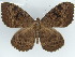  ( - BC ZSM Lep 47458)  @15 [ ] CreativeCommons - Attribution Non-Commercial Share-Alike (2011) Axel Hausmann/Bavarian State Collection of Zoology (ZSM) SNSB, Zoologische Staatssammlung Muenchen