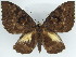  (Erebus - BC ZSM Lep 47459)  @15 [ ] CreativeCommons - Attribution Non-Commercial Share-Alike (2011) Axel Hausmann/Bavarian State Collection of Zoology (ZSM) SNSB, Zoologische Staatssammlung Muenchen