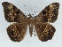  ( - BC ZSM Lep 47460)  @14 [ ] CreativeCommons - Attribution Non-Commercial Share-Alike (2011) Axel Hausmann/Bavarian State Collection of Zoology (ZSM) SNSB, Zoologische Staatssammlung Muenchen