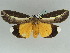  (Eligma AH01GhCa - BC ZSM Lep 47479)  @14 [ ] CreativeCommons - Attribution Non-Commercial Share-Alike (2011) Axel Hausmann/Bavarian State Collection of Zoology (ZSM) SNSB, Zoologische Staatssammlung Muenchen