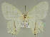  ( - BC ZSM Lep 47496)  @14 [ ] CreativeCommons - Attribution Non-Commercial Share-Alike (2011) Axel Hausmann/Bavarian State Collection of Zoology (ZSM) SNSB, Zoologische Staatssammlung Muenchen