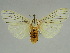  (Amerila buboAH01GhCa - BC ZSM Lep 47507)  @11 [ ] CreativeCommons - Attribution Non-Commercial Share-Alike (2011) Axel Hausmann/Bavarian State Collection of Zoology (ZSM) SNSB, Zoologische Staatssammlung Muenchen