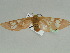  ( - BC ZSM Lep 47516)  @13 [ ] CreativeCommons - Attribution Non-Commercial Share-Alike (2011) Axel Hausmann/Bavarian State Collection of Zoology (ZSM) SNSB, Zoologische Staatssammlung Muenchen