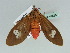  (Amerila AH01GhCa - BC ZSM Lep 47526)  @14 [ ] CreativeCommons - Attribution Non-Commercial Share-Alike (2011) Axel Hausmann/Bavarian State Collection of Zoology (ZSM) SNSB, Zoologische Staatssammlung Muenchen