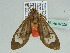  (Amerila AH02GhCa - BC ZSM Lep 47528)  @11 [ ] CreativeCommons - Attribution Non-Commercial Share-Alike (2011) Axel Hausmann/Bavarian State Collection of Zoology (ZSM) SNSB, Zoologische Staatssammlung Muenchen