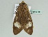  (Amerila AH03GhCa - BC ZSM Lep 47536)  @14 [ ] CreativeCommons - Attribution Non-Commercial Share-Alike (2011) Axel Hausmann/Bavarian State Collection of Zoology (ZSM) SNSB, Zoologische Staatssammlung Muenchen