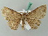 (Ergavia AH01FG - BC ZSM Lep 52778)  @11 [ ] CreativeCommons - Attribution Non-Commercial Share-Alike (2011) Axel Hausmann/Bavarian State Collection of Zoology (ZSM) SNSB, Zoologische Staatssammlung Muenchen