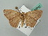  (Cyclophora AH01FG - BC ZSM Lep 52782)  @11 [ ] CreativeCommons - Attribution Non-Commercial Share-Alike (2011) Axel Hausmann/Bavarian State Collection of Zoology (ZSM) SNSB, Zoologische Staatssammlung Muenchen