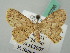  (Cyclophora AH02FG - BC ZSM Lep 52785)  @11 [ ] CreativeCommons - Attribution Non-Commercial Share-Alike (2011) Axel Hausmann/Bavarian State Collection of Zoology (ZSM) SNSB, Zoologische Staatssammlung Muenchen