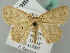  (Cyclophora AH03FG - BC ZSM Lep 52787)  @11 [ ] CreativeCommons - Attribution Non-Commercial Share-Alike (2011) Axel Hausmann/Bavarian State Collection of Zoology (ZSM) SNSB, Zoologische Staatssammlung Muenchen