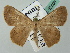  (Oenoptila AH01FG - BC ZSM Lep 52805)  @11 [ ] CreativeCommons - Attribution Non-Commercial Share-Alike (2011) Axel Hausmann/Bavarian State Collection of Zoology (ZSM) SNSB, Zoologische Staatssammlung Muenchen