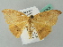  (Halesa AH01FG - BC ZSM Lep 52823)  @11 [ ] CreativeCommons - Attribution Non-Commercial Share-Alike (2011) Axel Hausmann/Bavarian State Collection of Zoology (ZSM) SNSB, Zoologische Staatssammlung Muenchen