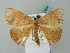  (Halesa AH02FG - BC ZSM Lep 52824)  @11 [ ] CreativeCommons - Attribution Non-Commercial Share-Alike (2011) Axel Hausmann/Bavarian State Collection of Zoology (ZSM) SNSB, Zoologische Staatssammlung Muenchen